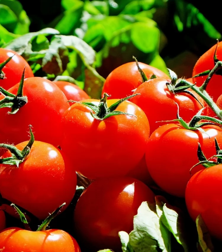 tomates au marché