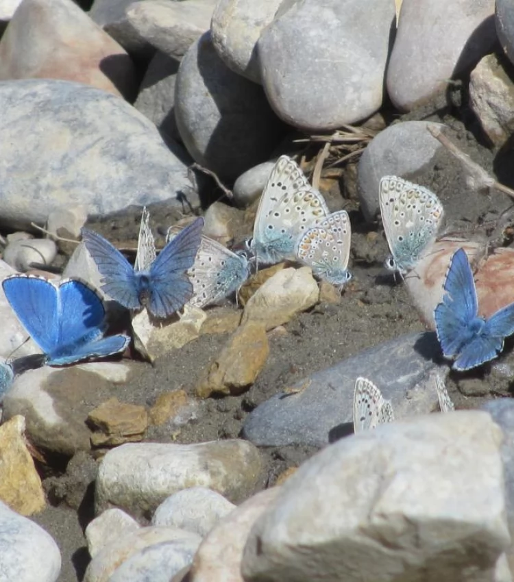 Les papillons des Gorges du Verdon